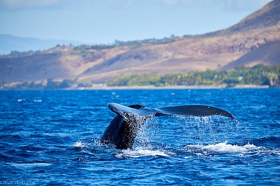 Whale Tail, offshore of Olowalu Maui